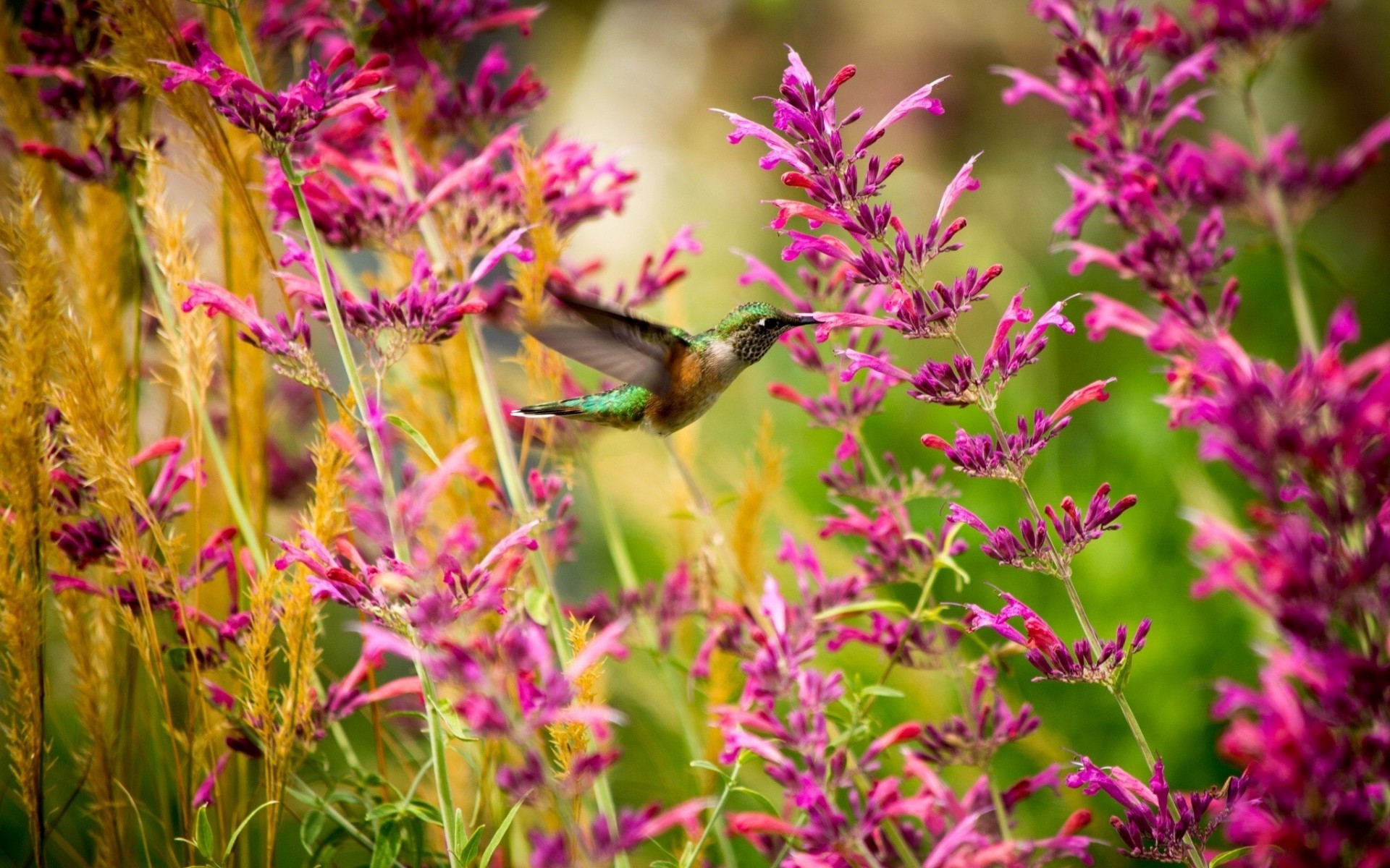 macro uccelli colibrì fiori