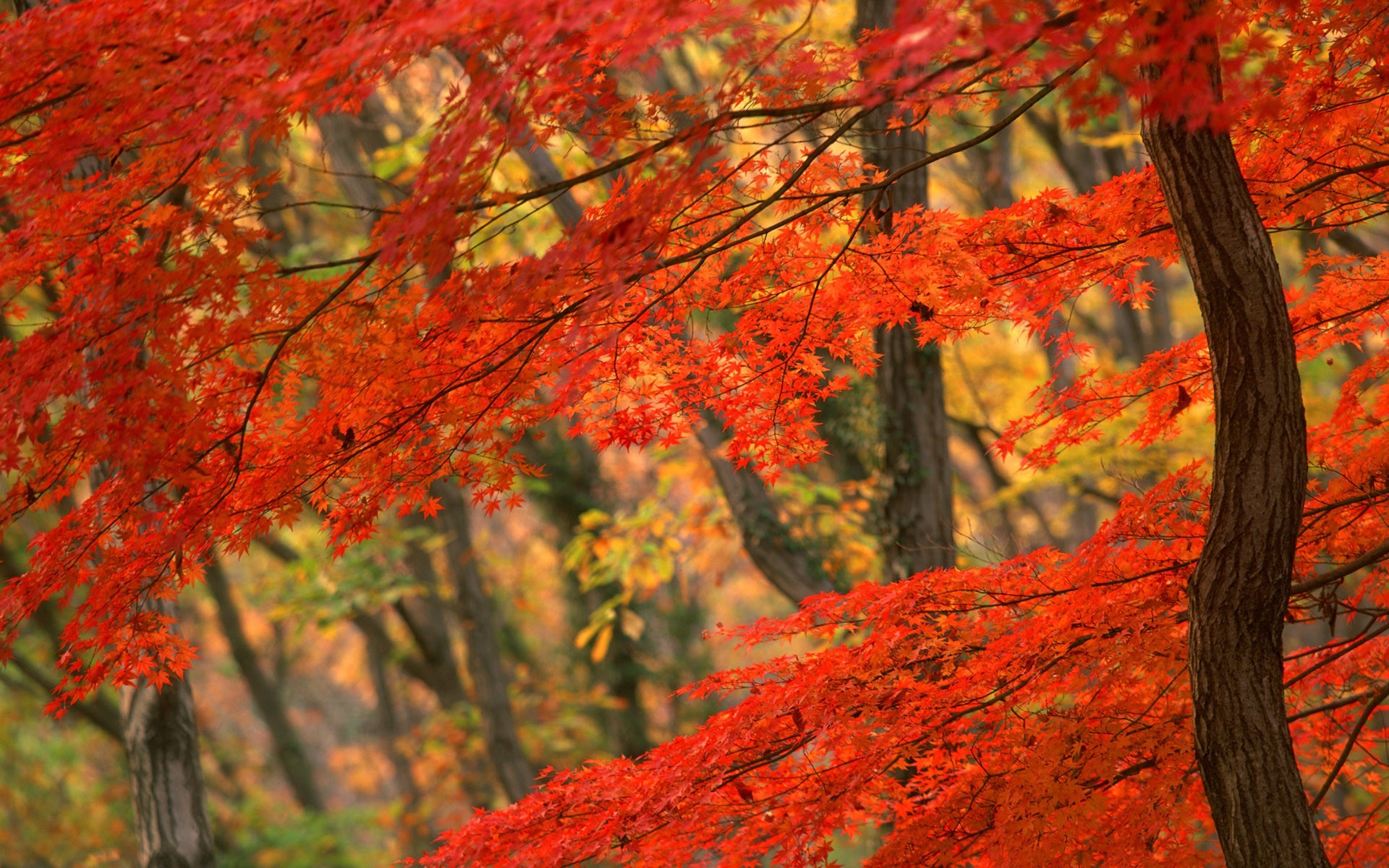 japon arbre automne