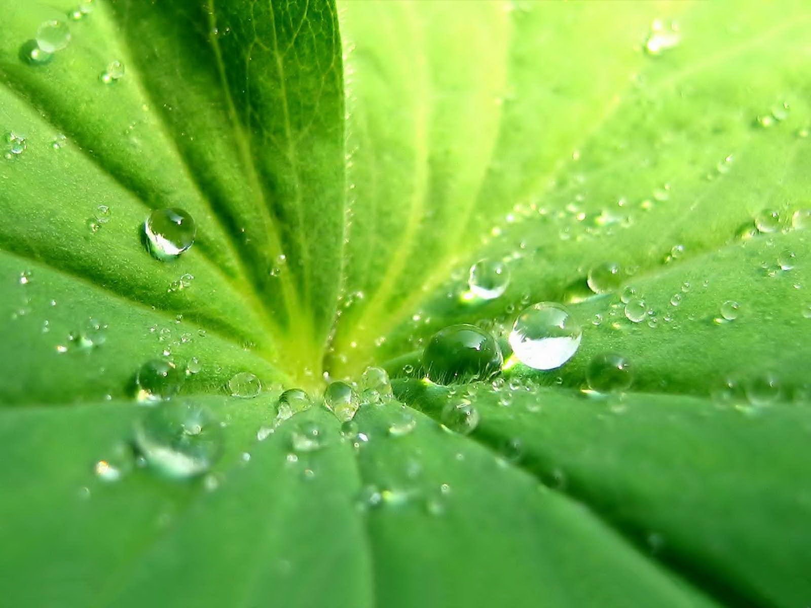 gouttes feuille verts