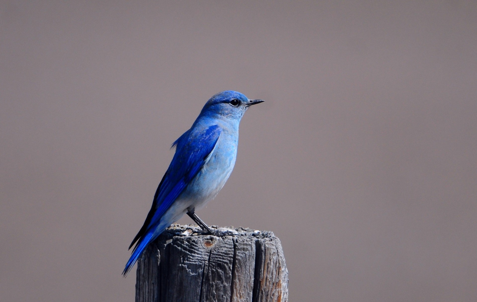 ptaki kikut bluebird skrzydła kolory