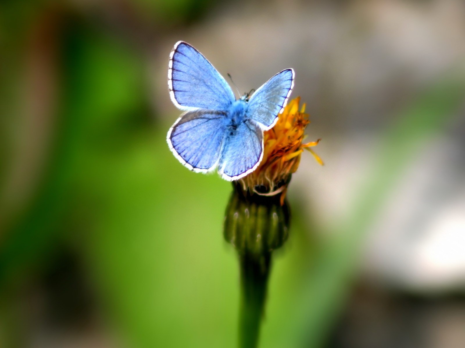 papillon verdure fleur