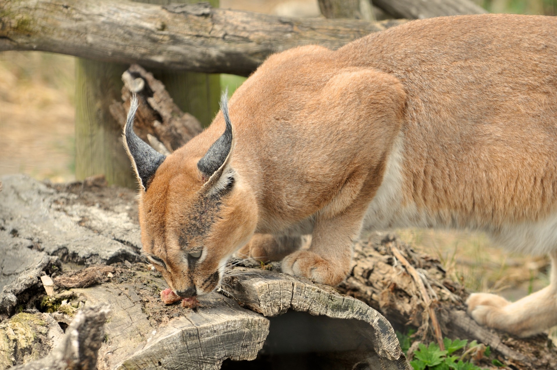 corteza lince comida árbol