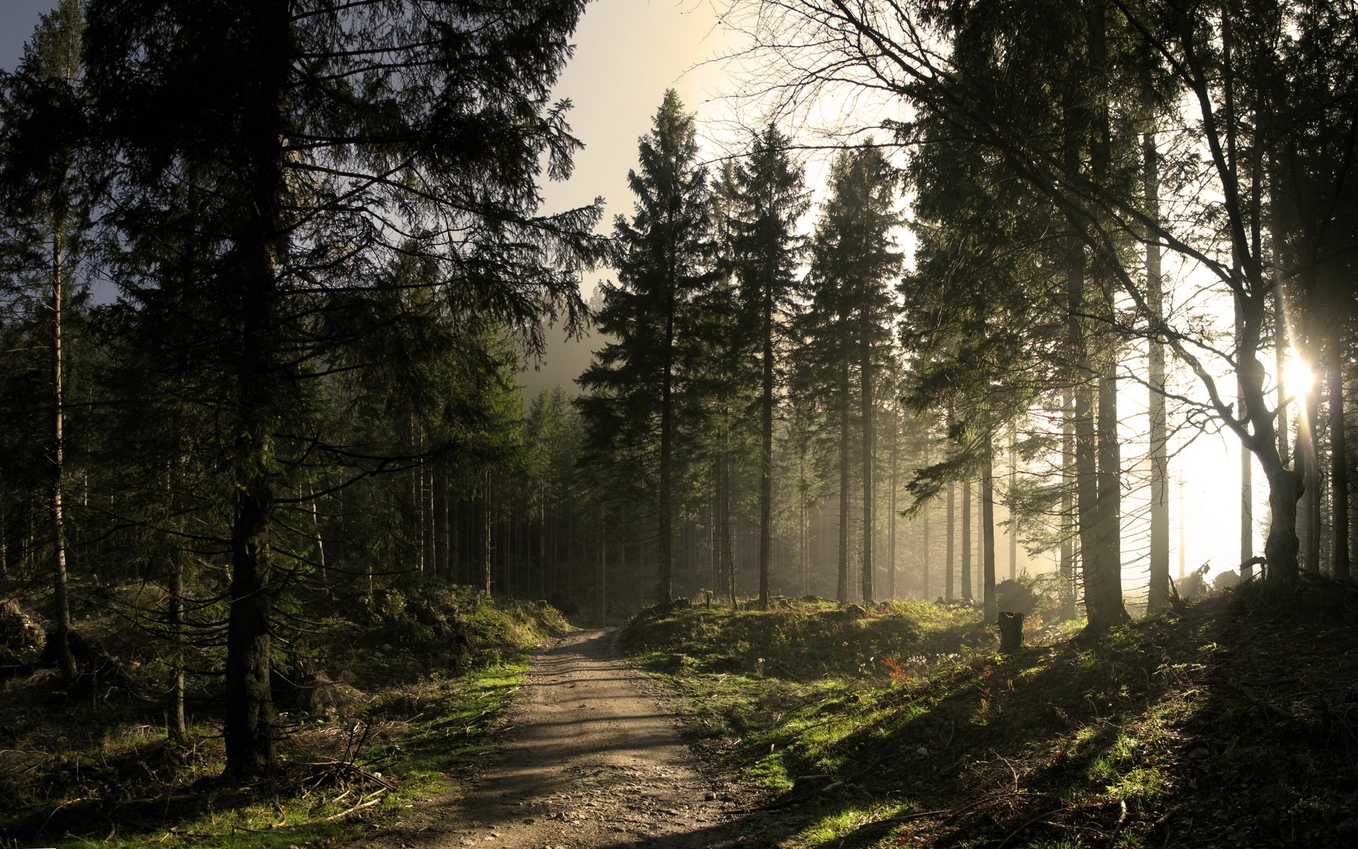 foresta strada sole