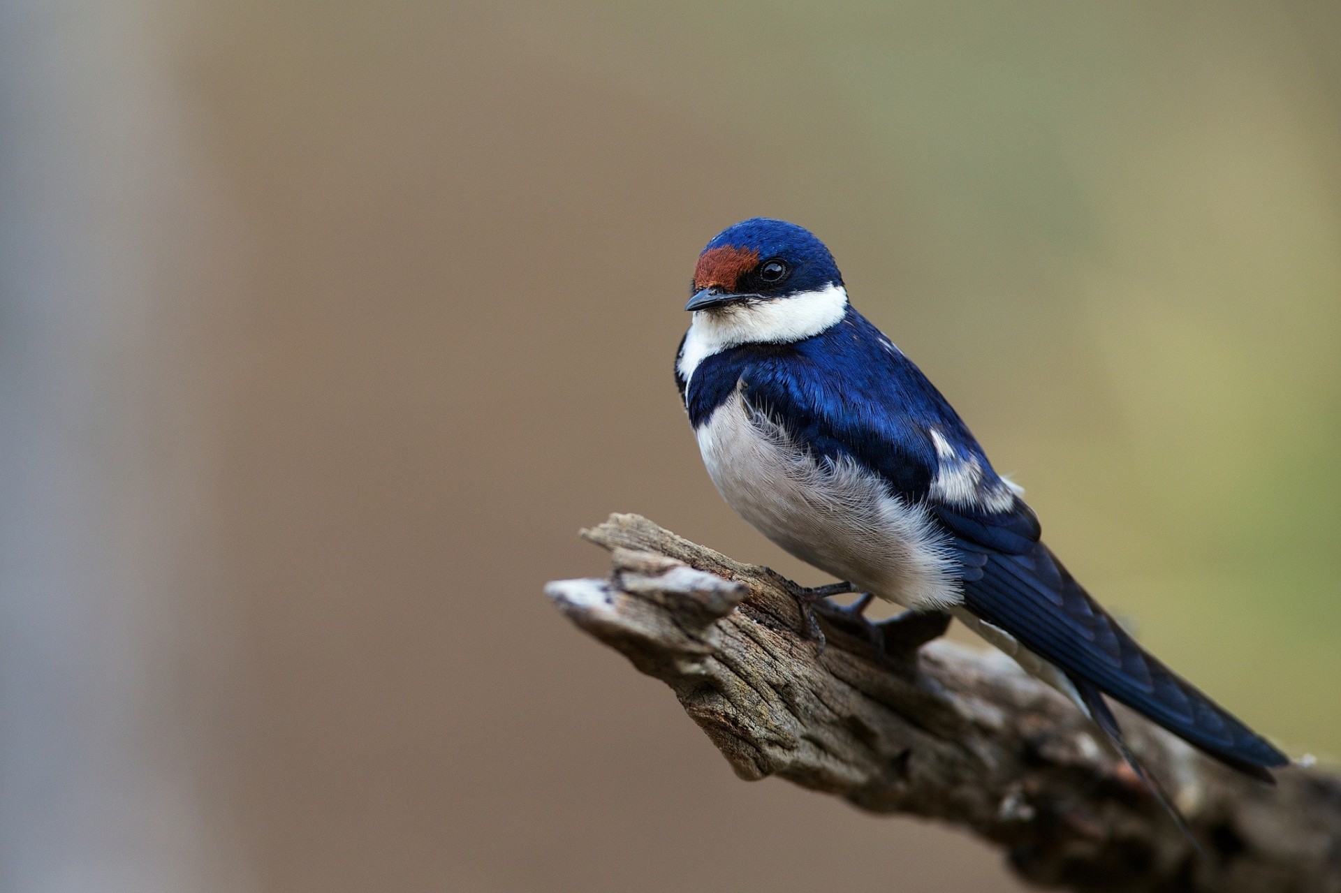 birds swallow female