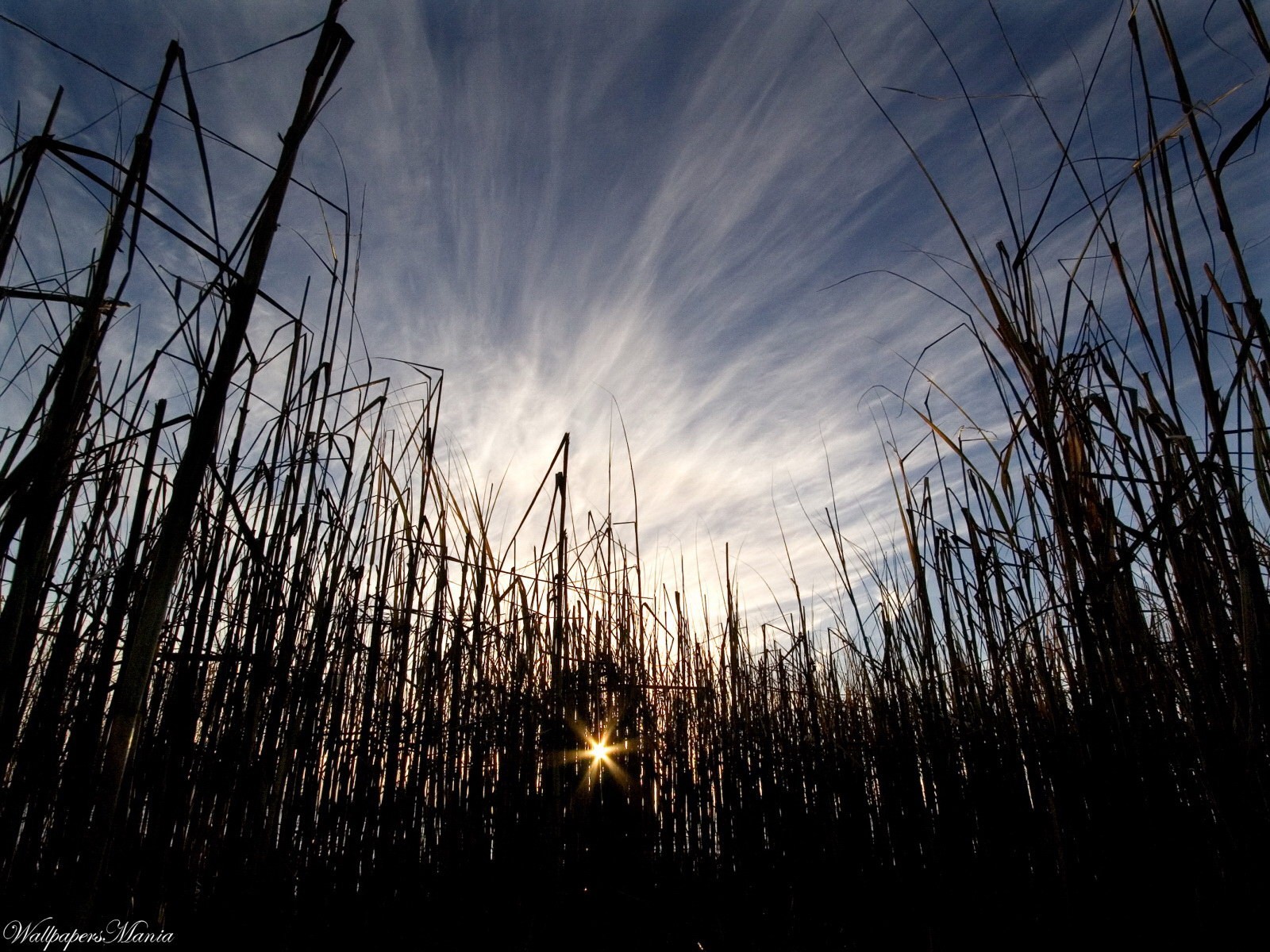 herbe soleil ciel