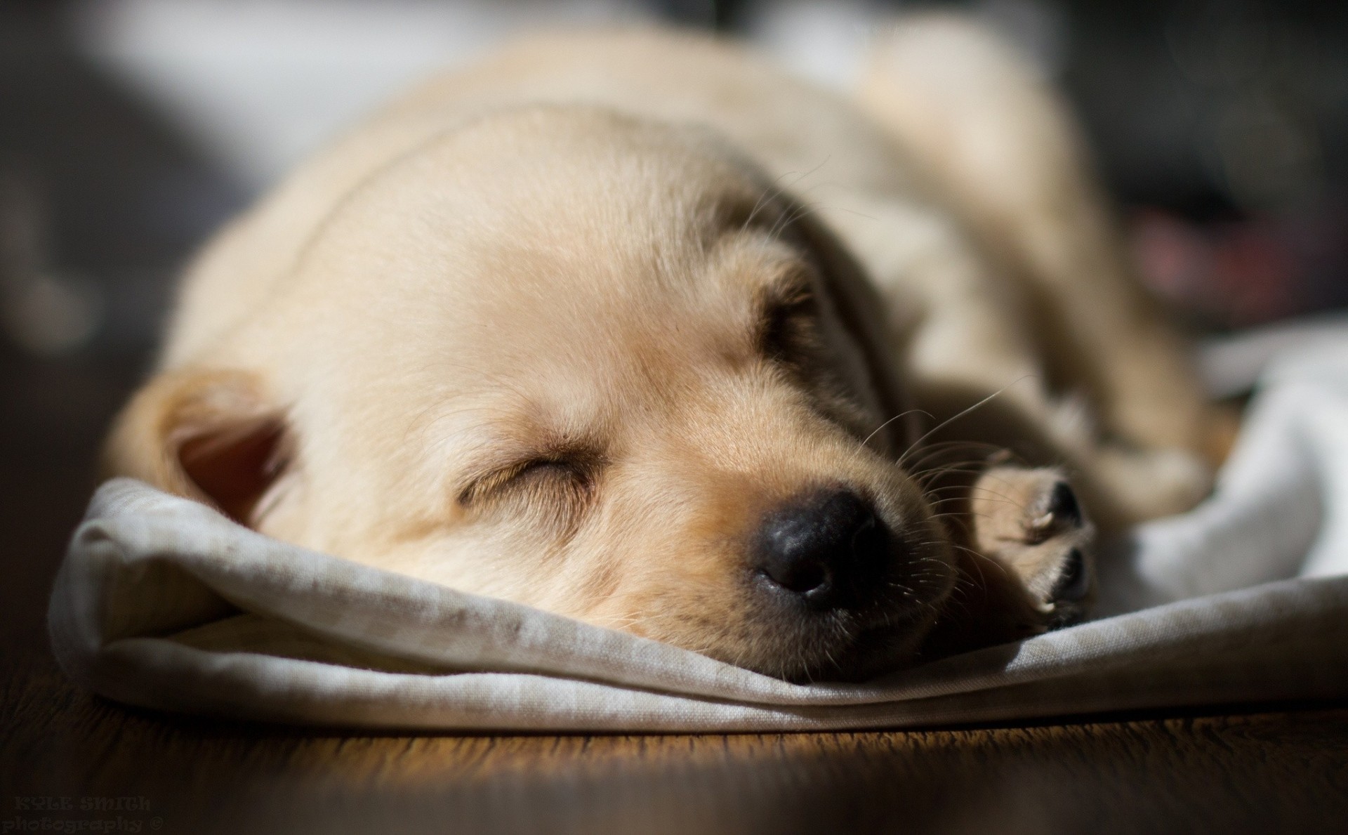 pies szczeniak.śpi labrador