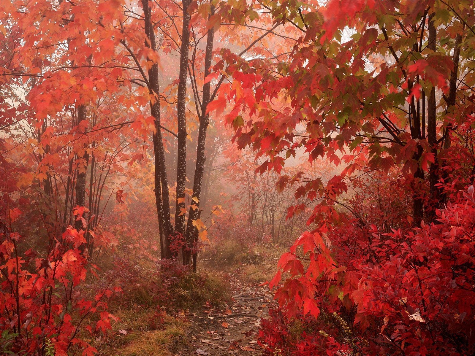 natura autunno alberi rosso