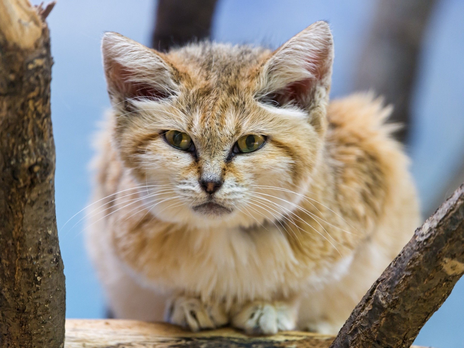 views sand cat