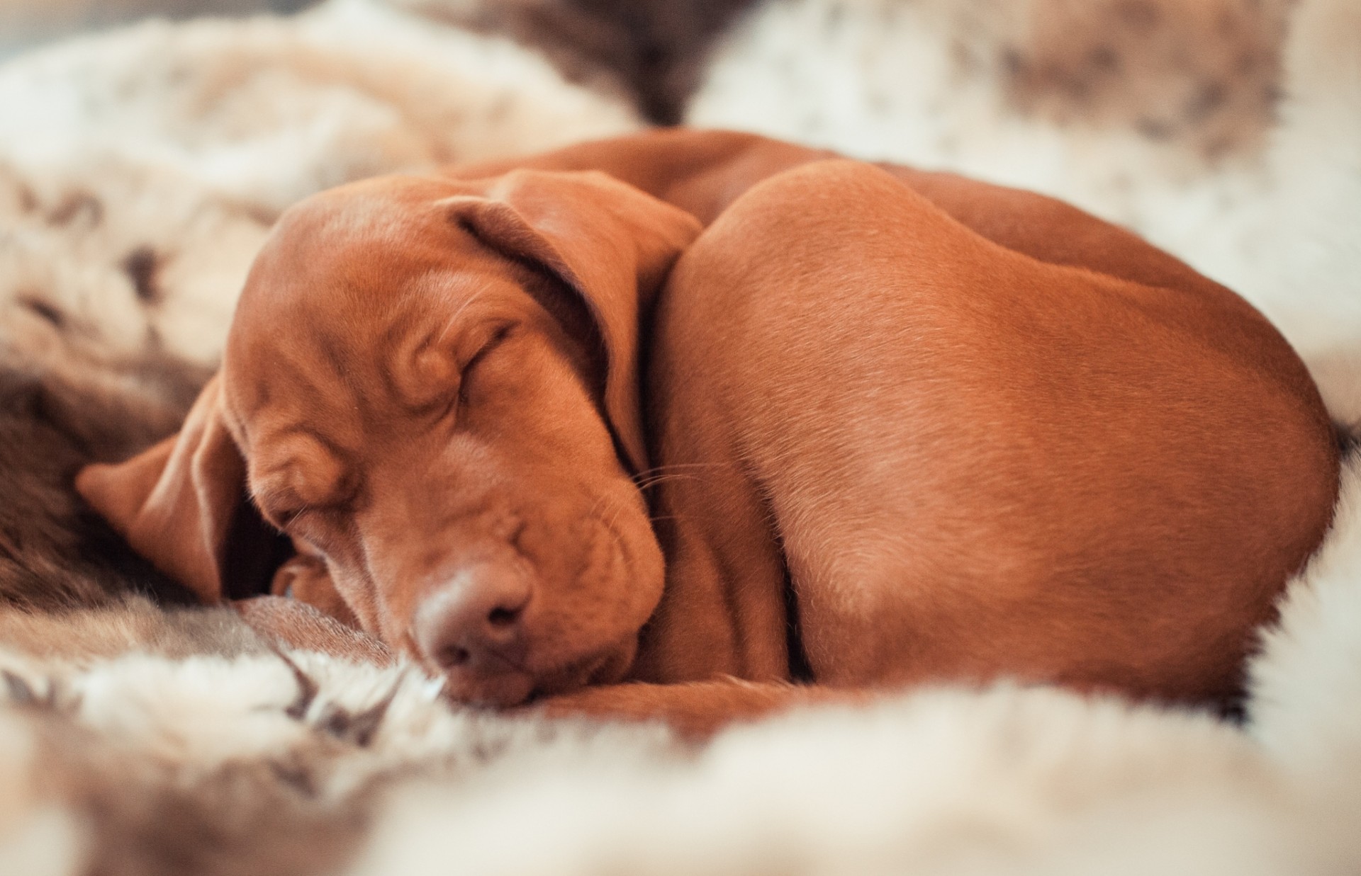 chien dormir hongrois policier hongrois race de chien de chasse dormir