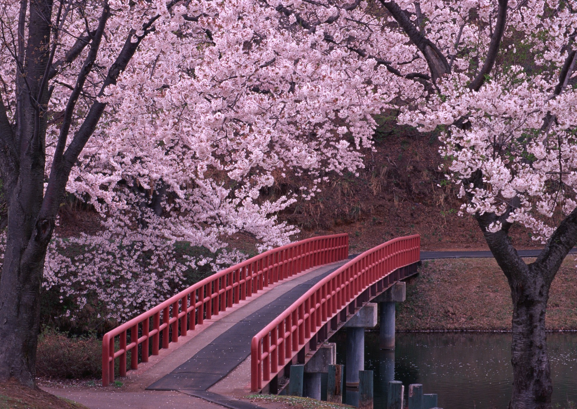 japon sakura pont