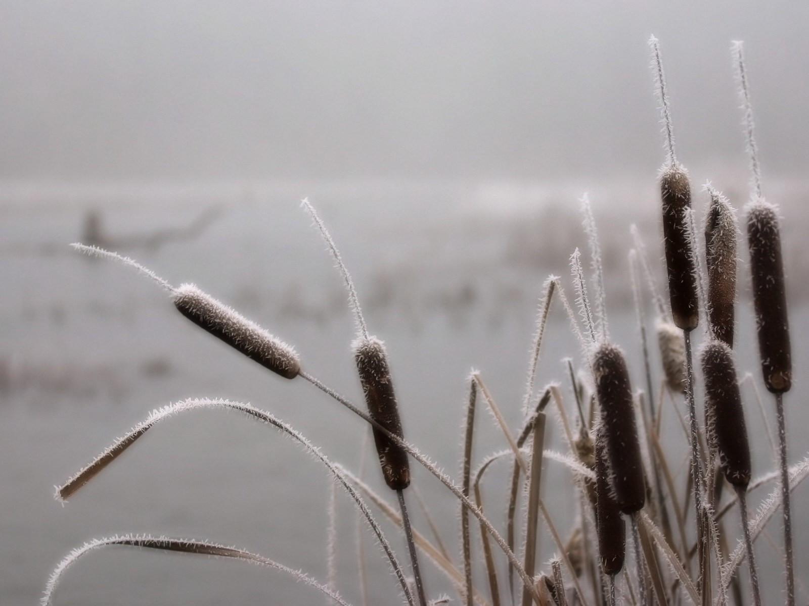 gras frost sumpf nebel