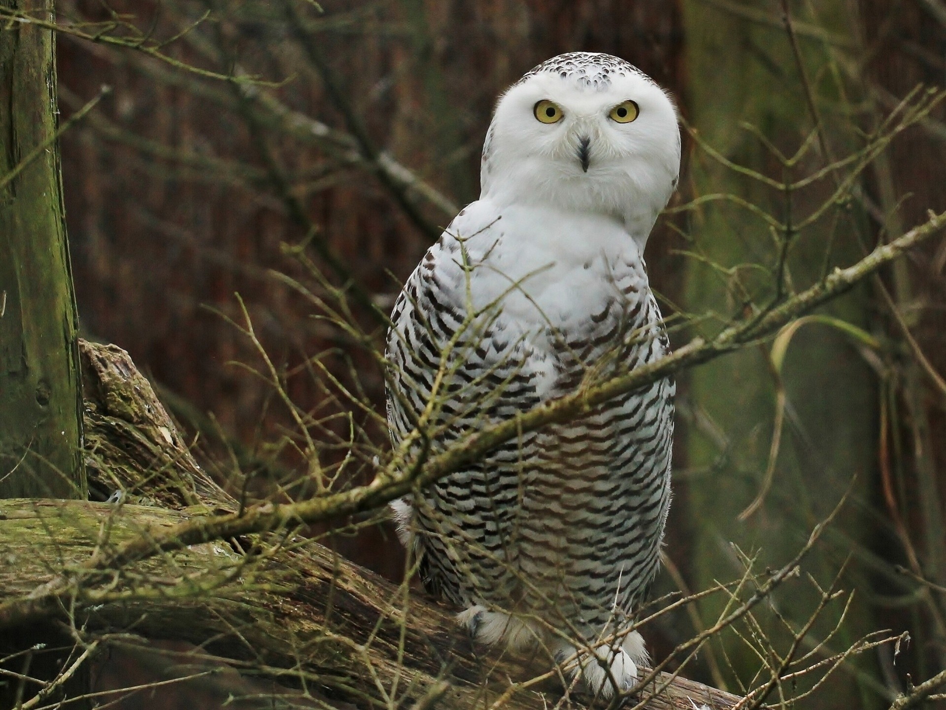 vögel weiße eule eule zweige