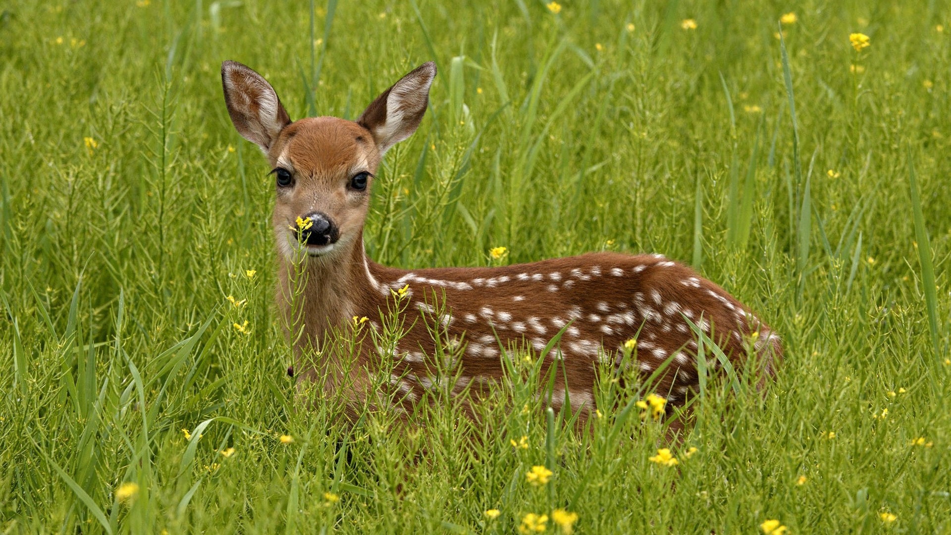 animali erba cerbiatto