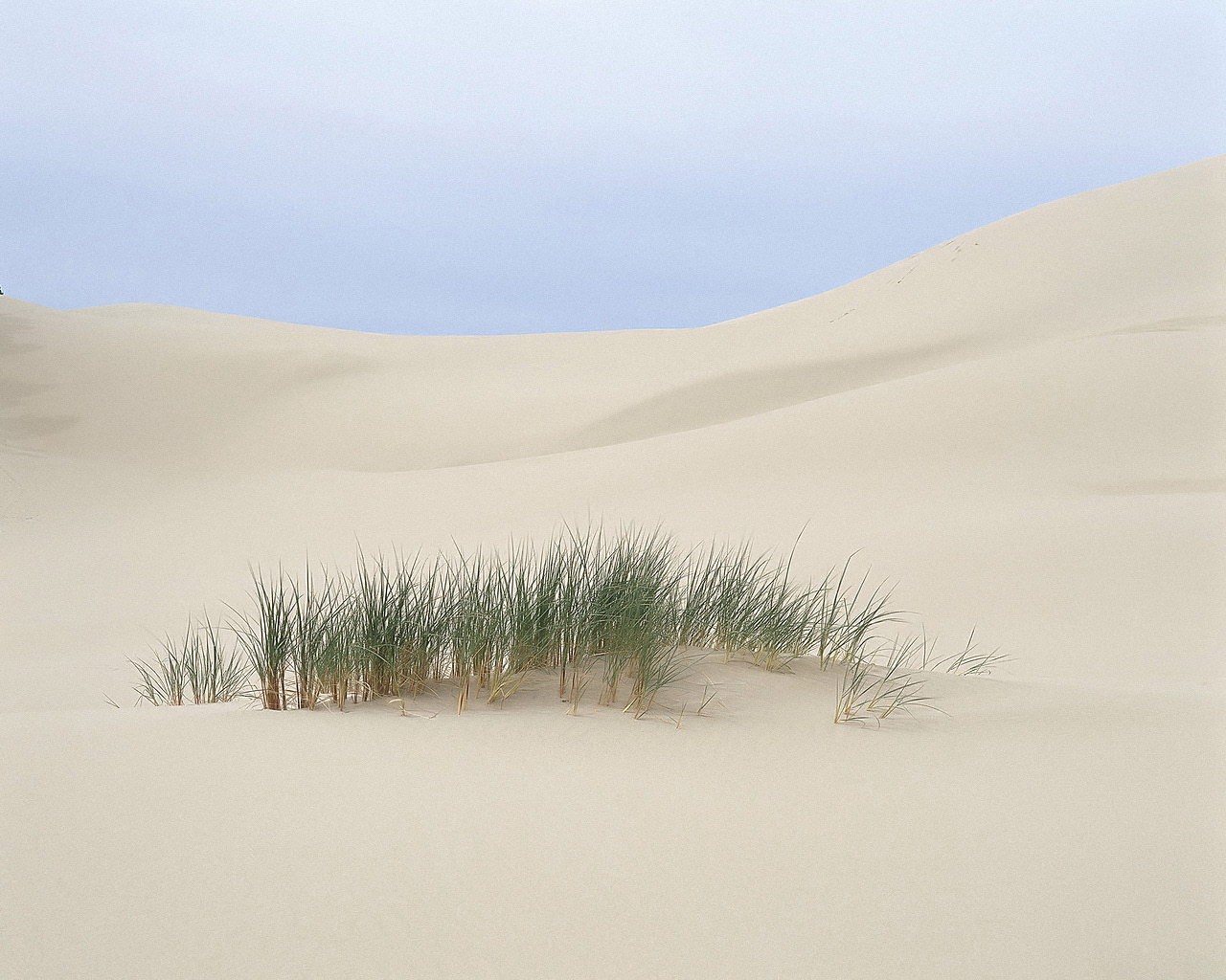 wüste gras sand