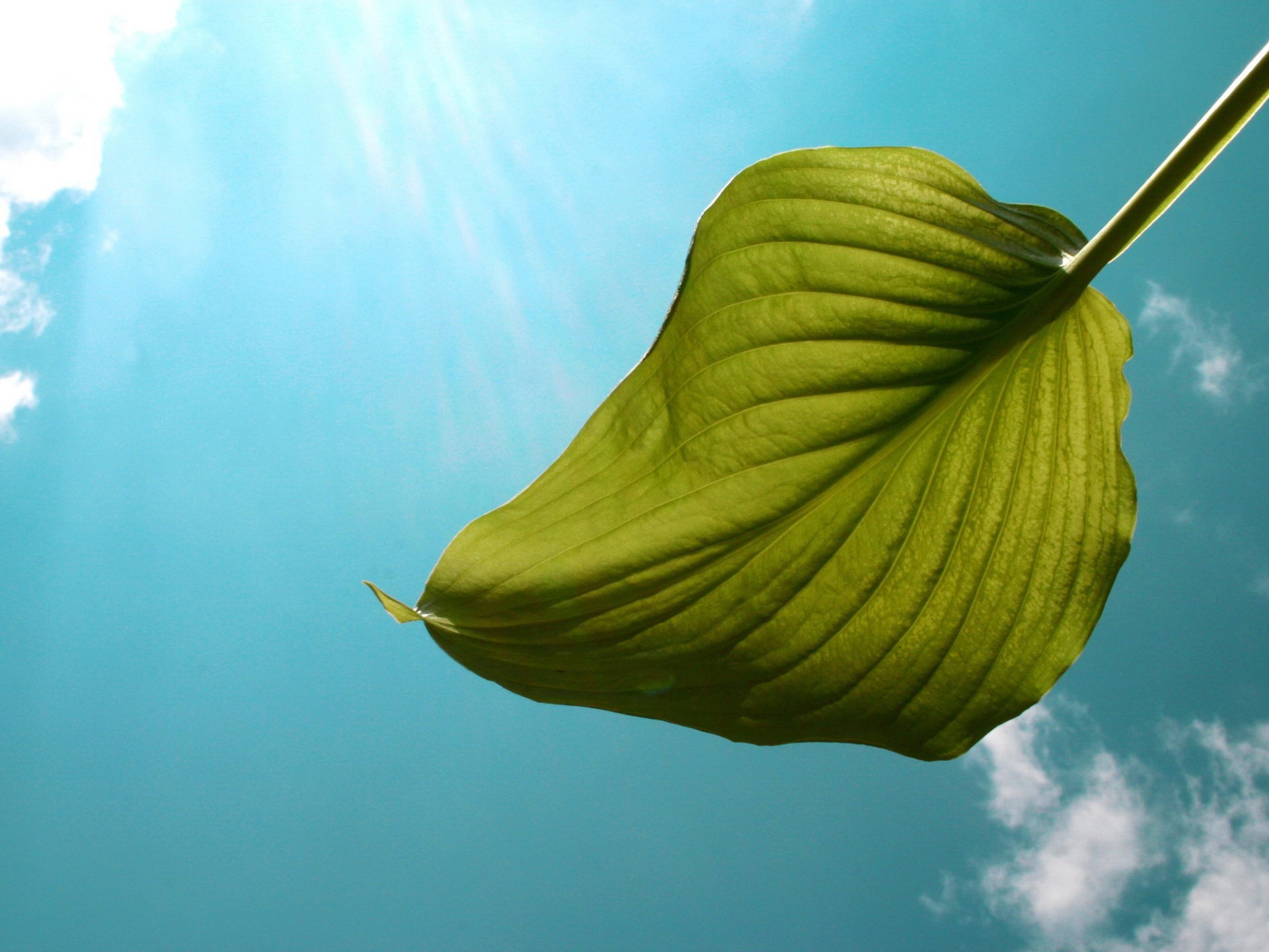 blatt himmel licht