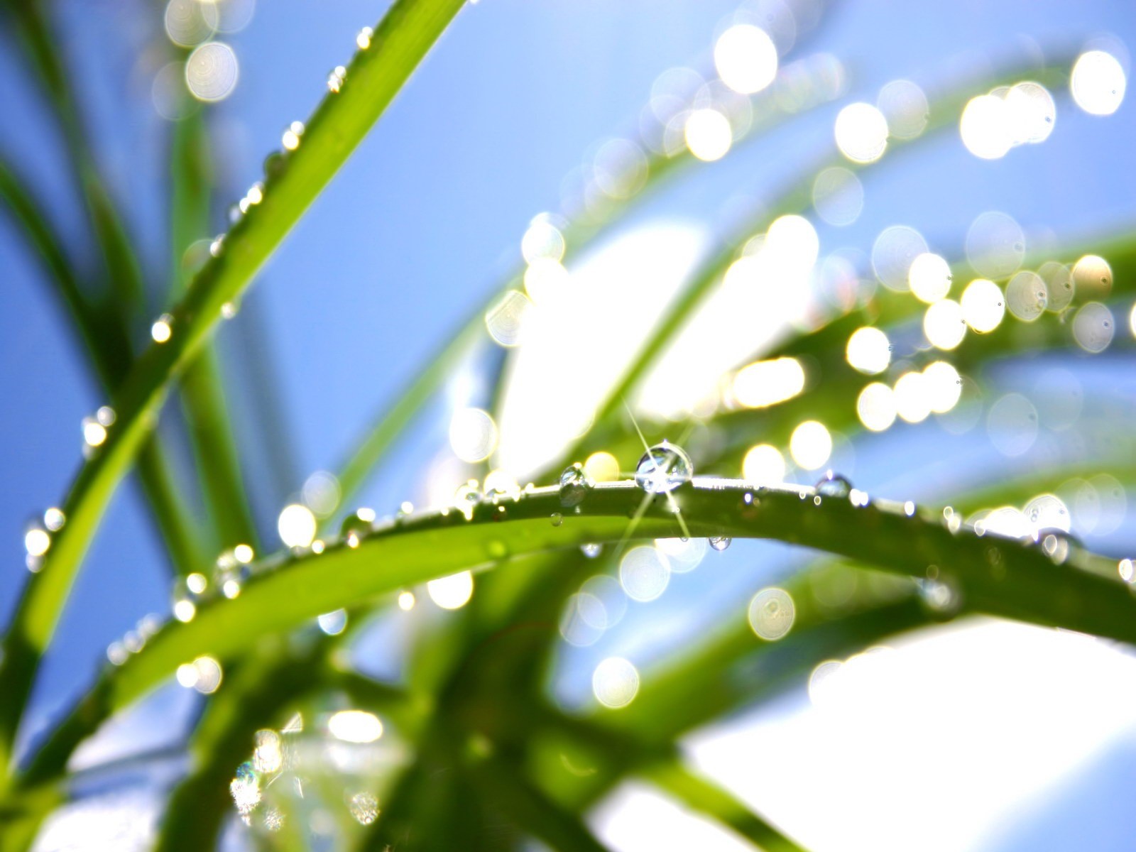 plante verdure feuille gouttes lumière