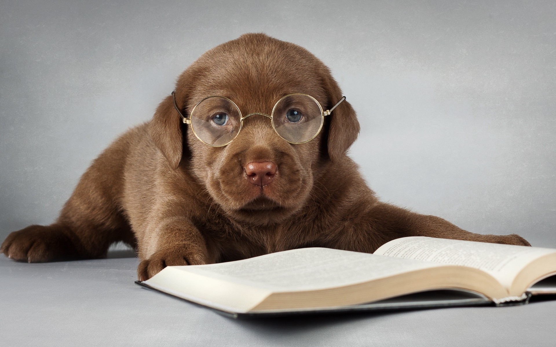 hund freund sonnenbrille labrador welpe buch