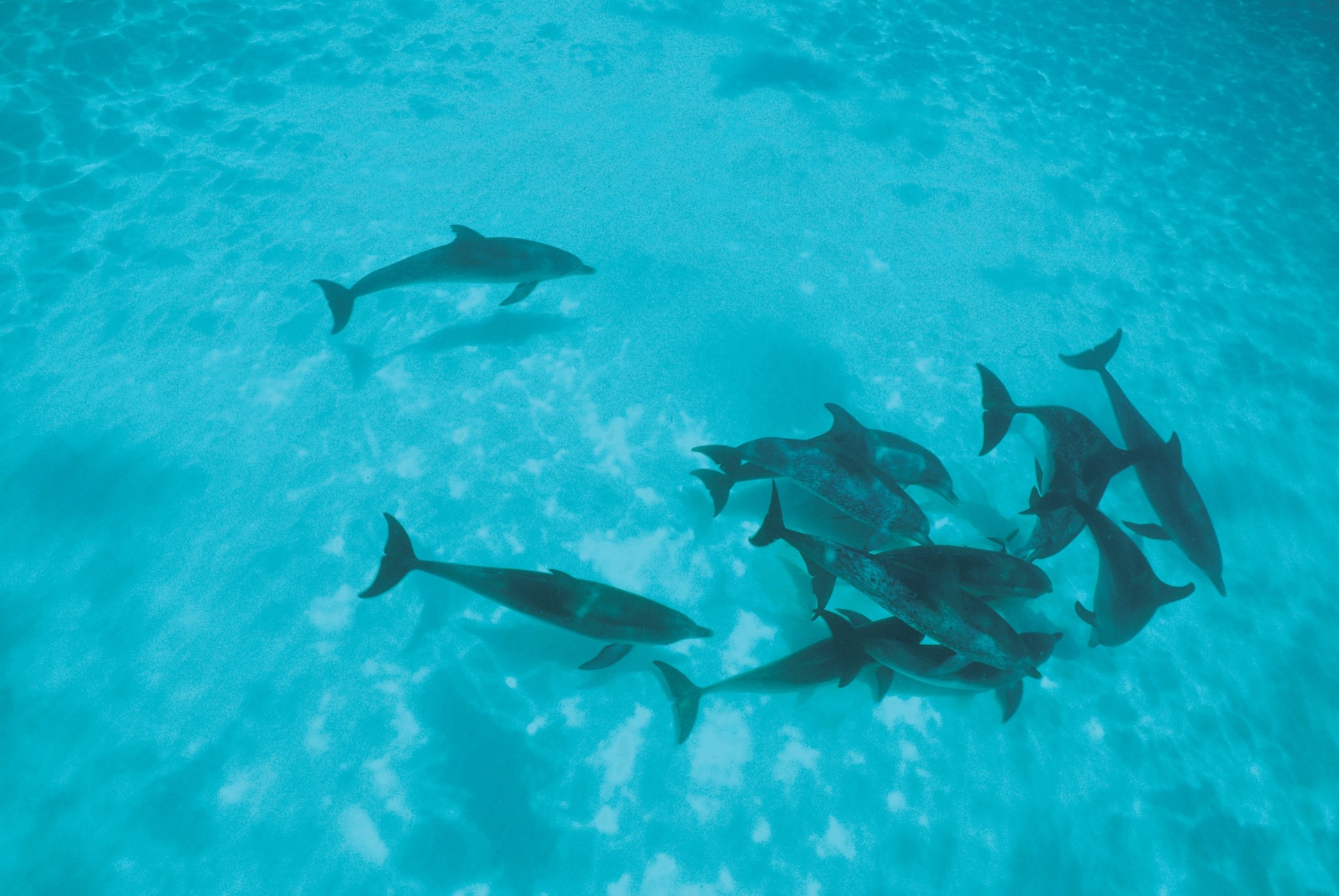 bandada delfines aguas poco profundas