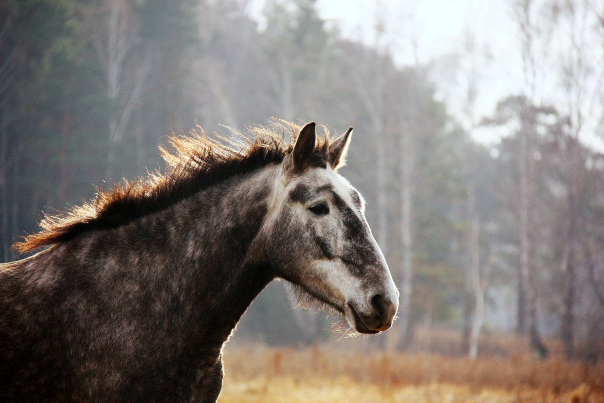 caballo dientes manchado