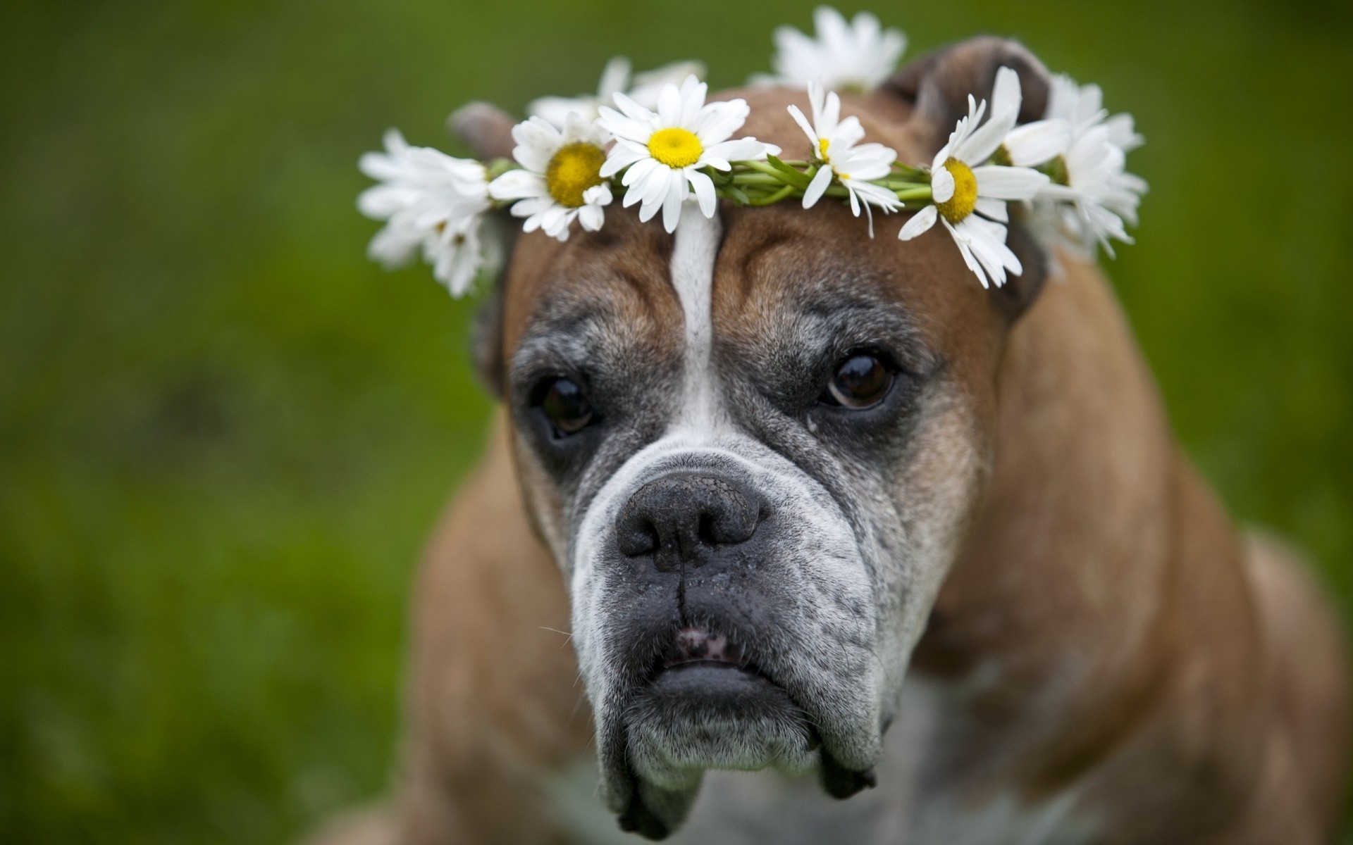 gänseblümchen hund krone blumen