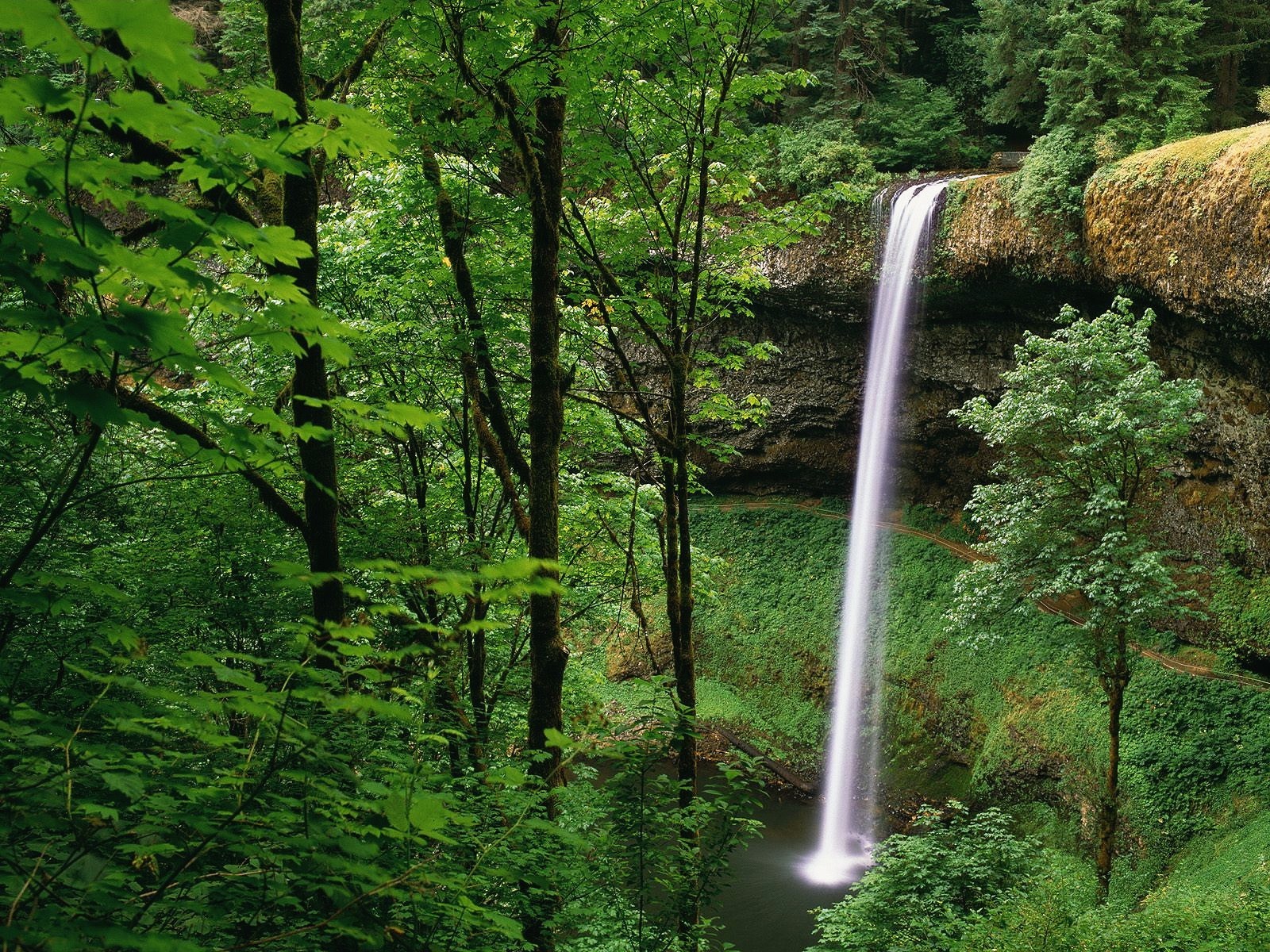 cascata verde foresta