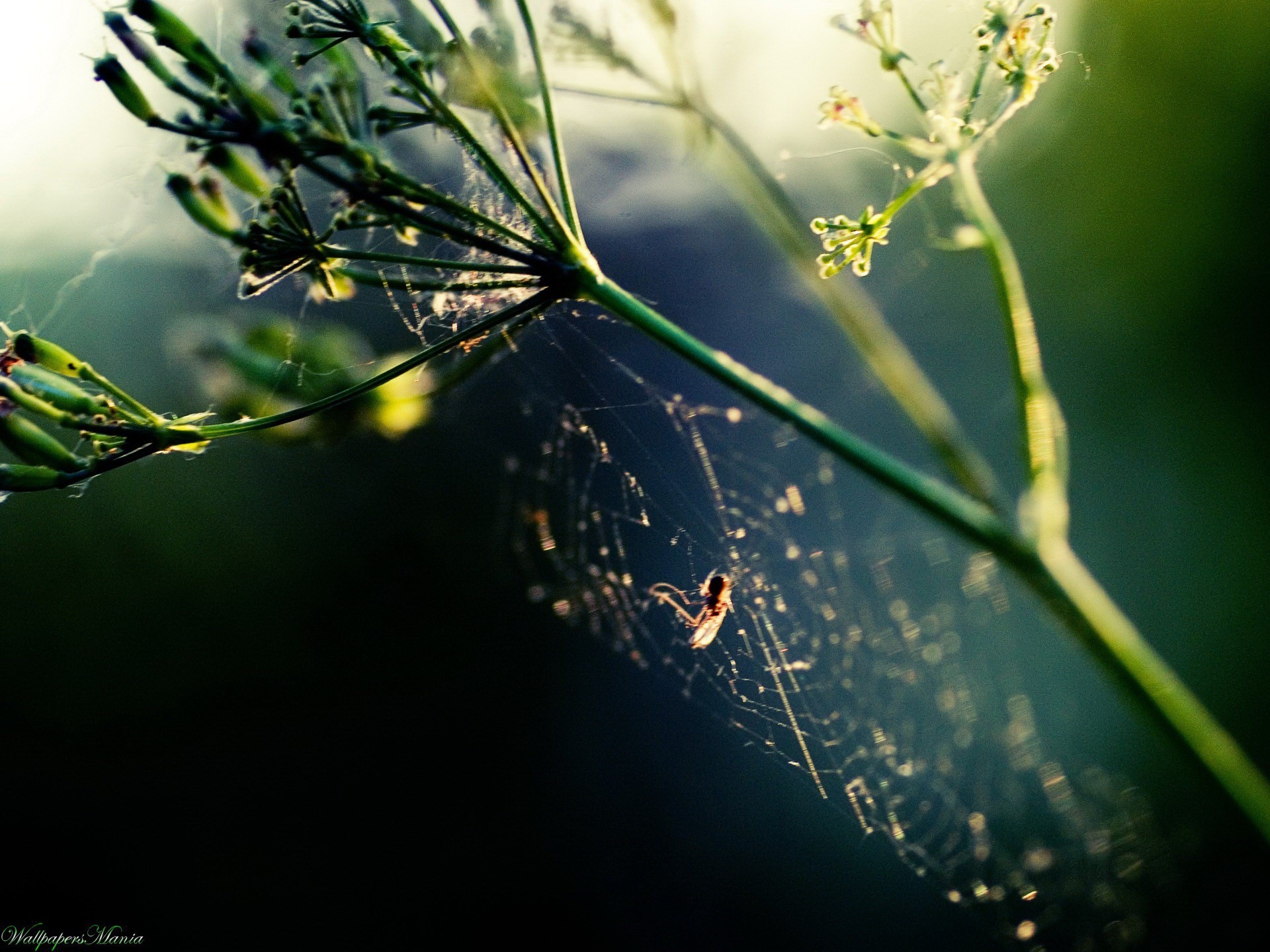 araña telaraña planta