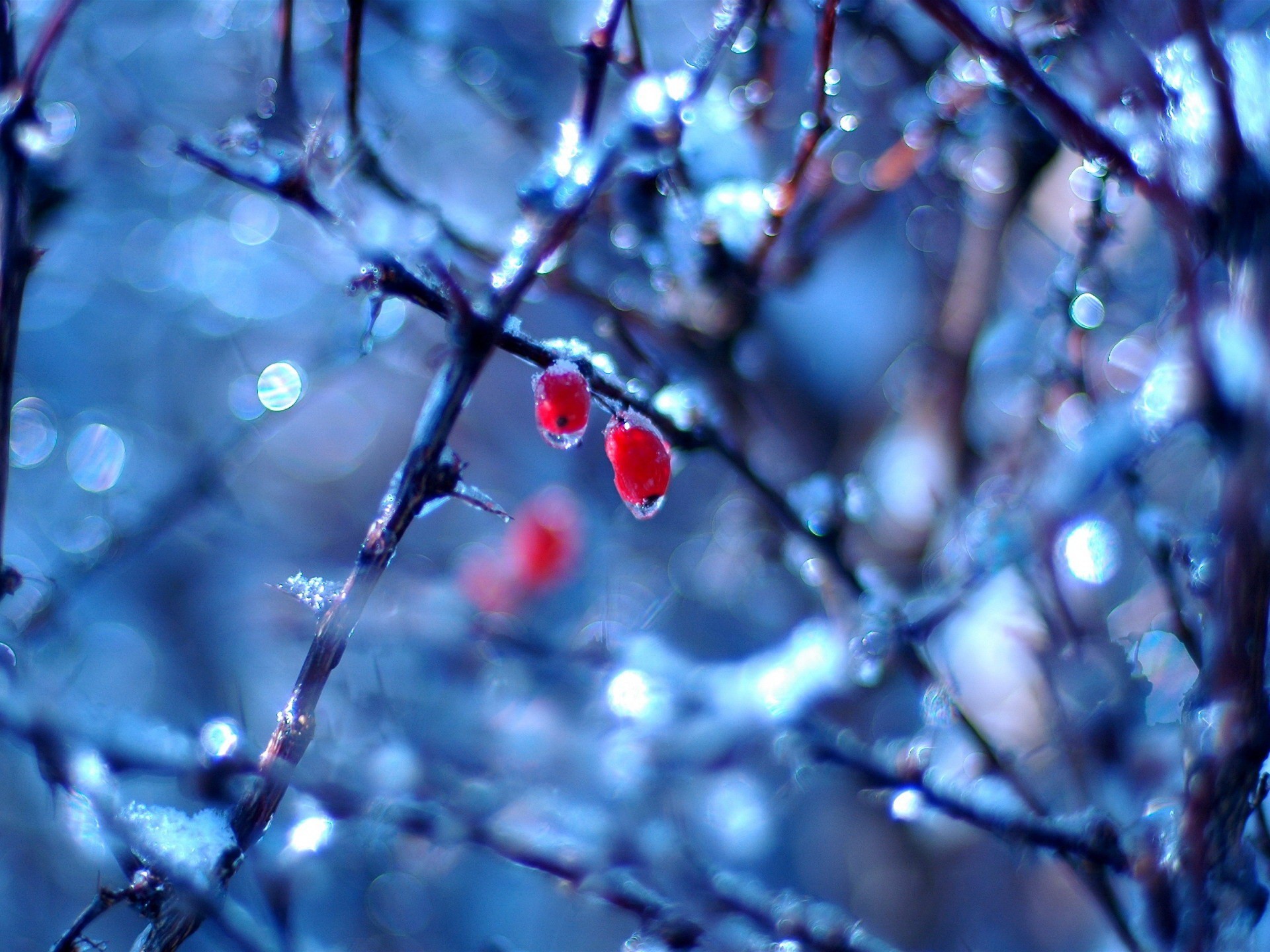 tropfen beeren zweige