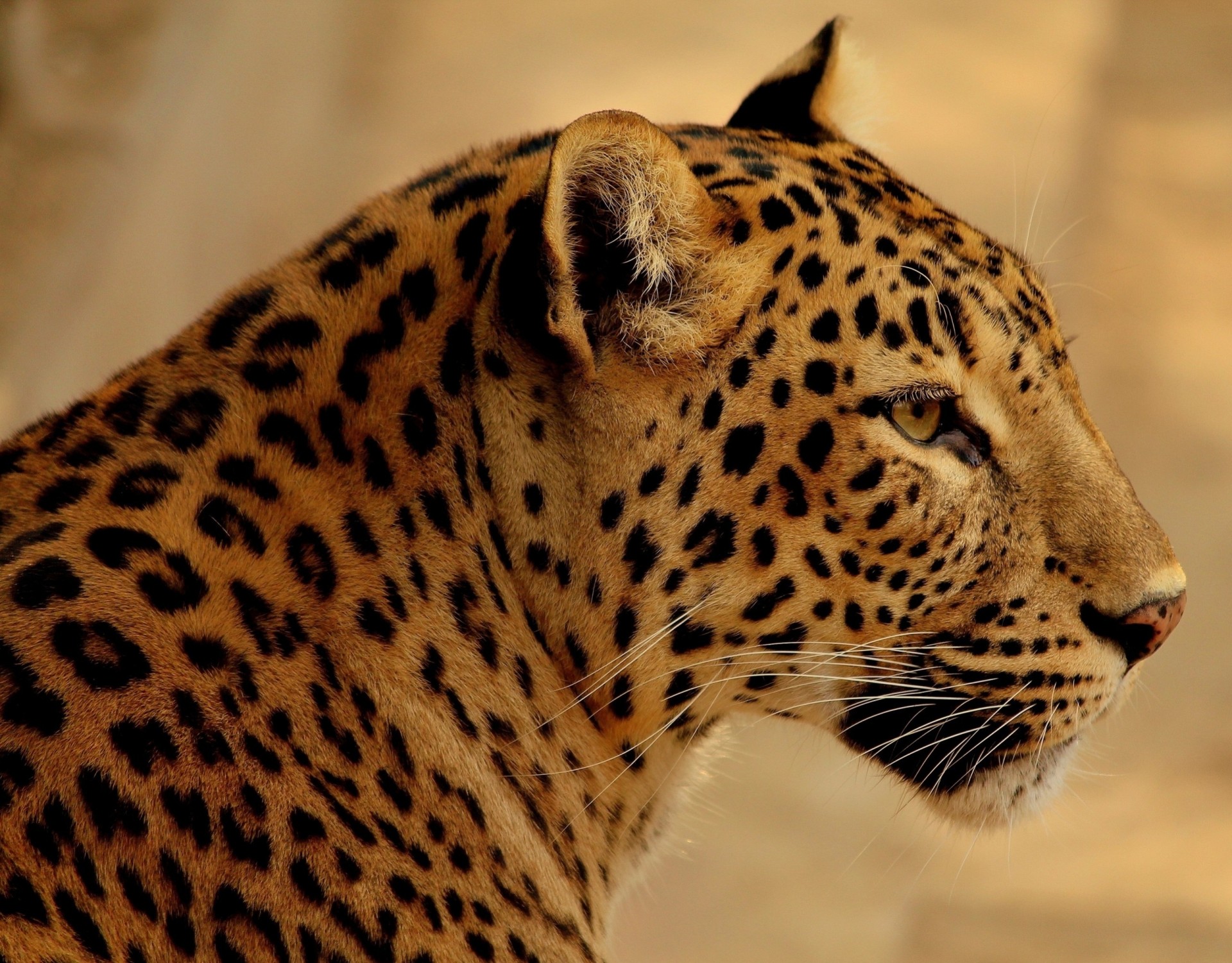 dientes gato salvaje leopardo