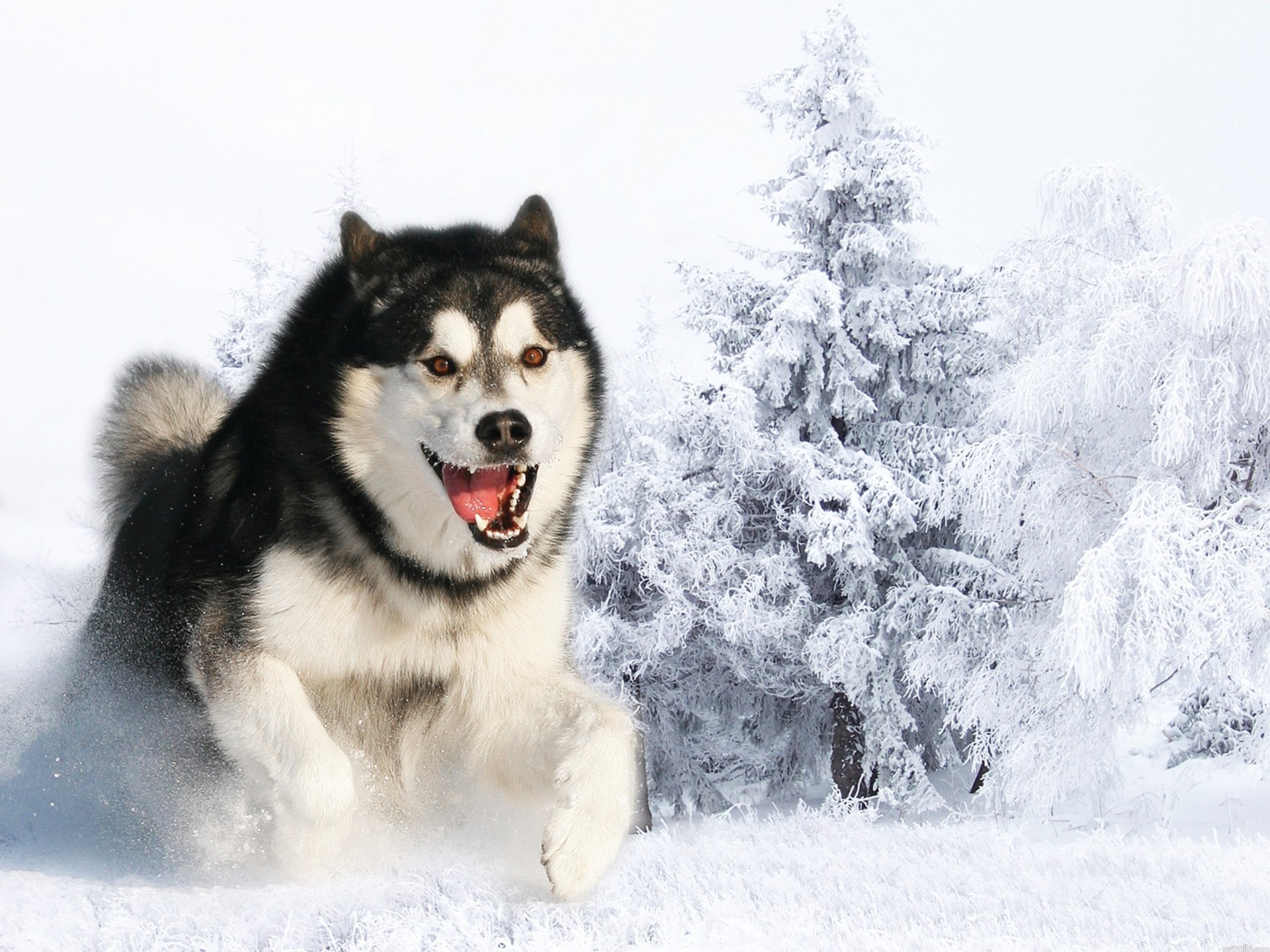 dientes perro nieve ronco atención invierno lana