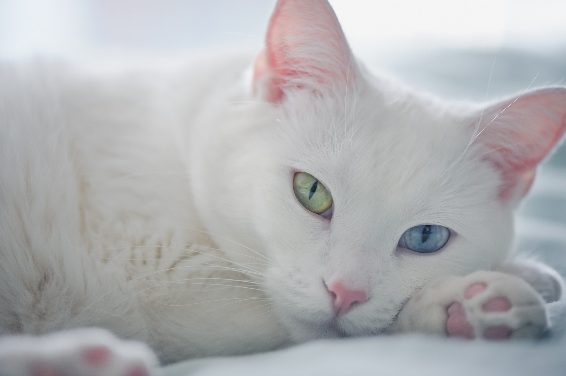 yeux différents chat blanc chat cheval de shire vue