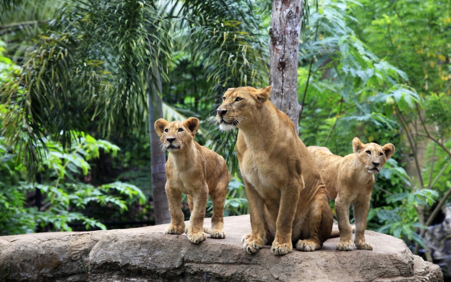 pierres lions forêt couple