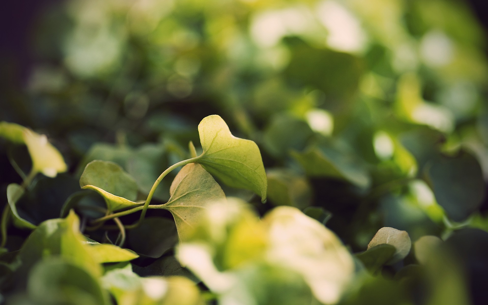 leaves grass close up