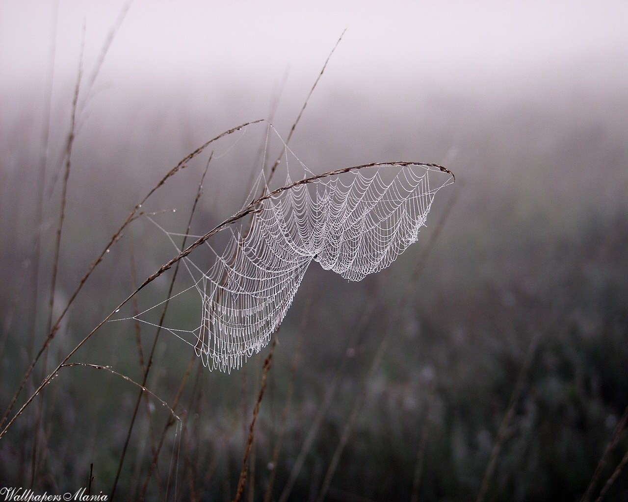 ragnatela rugiada nebbia