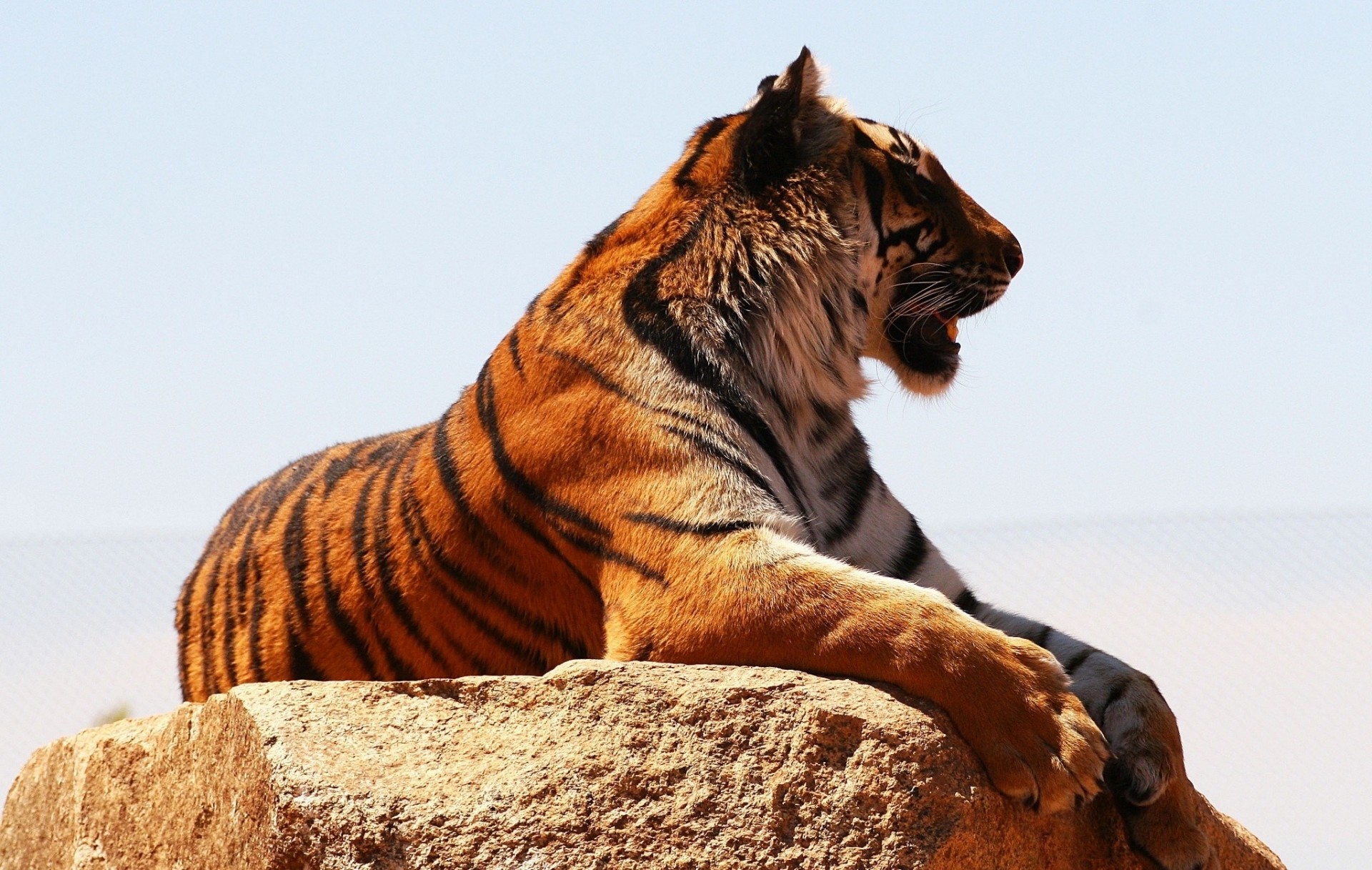 chat sauvage profil repos tigre