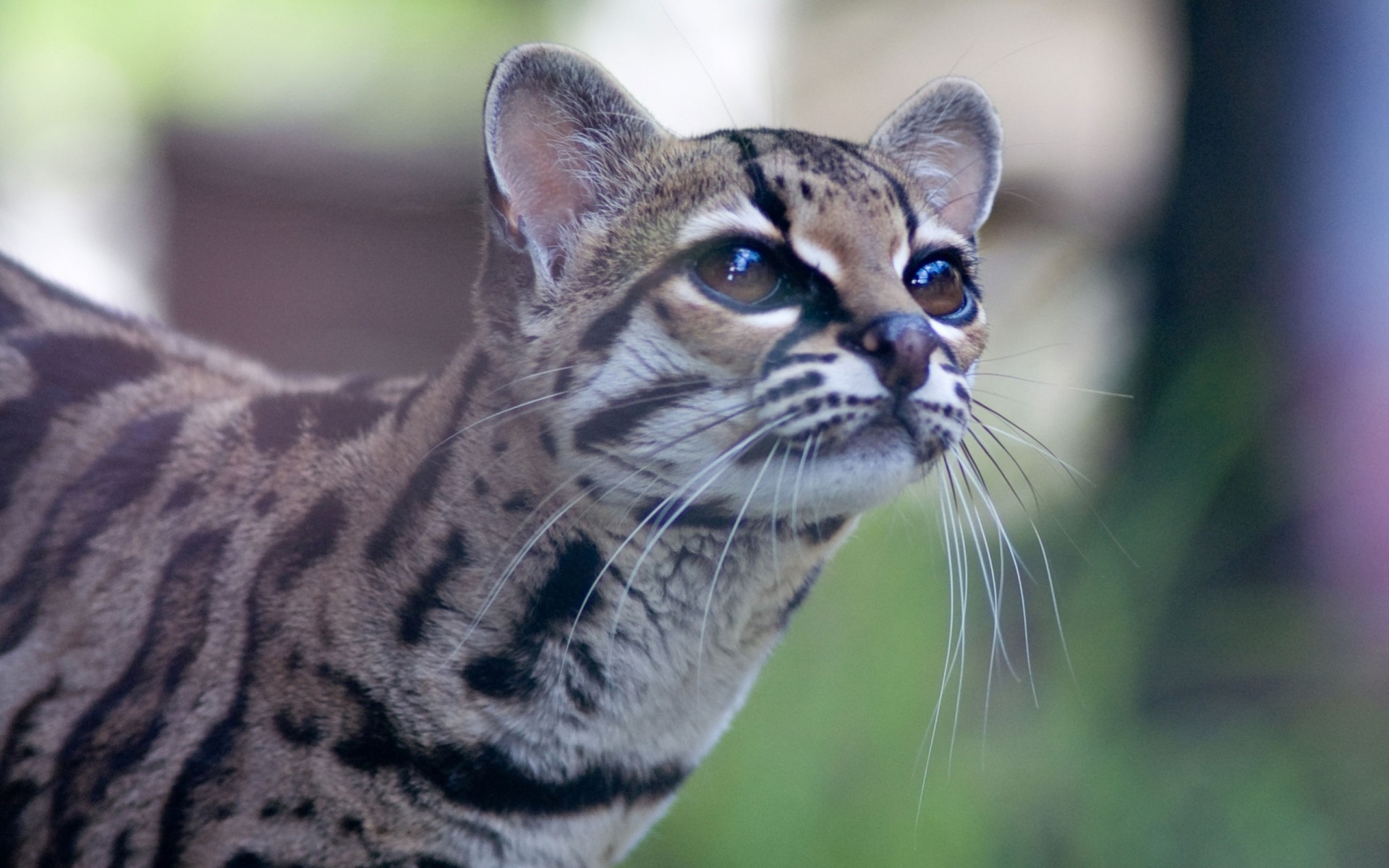 wildkatze ansicht ozelot shayr-pferd