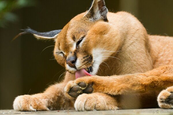 Gatto selvatico caracal lecca zampa