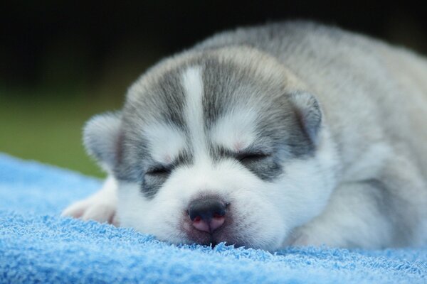 The little husky puppy is sleeping