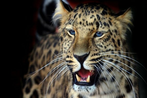 Teeth of a leopard predator with blue eyes