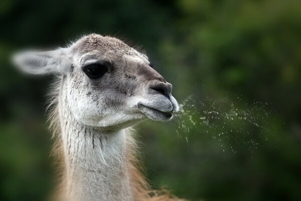 Llama spits on the background of greenery