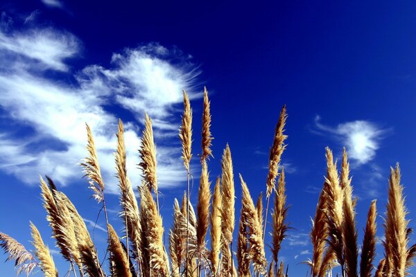 Campo di pane e nuvole bianche