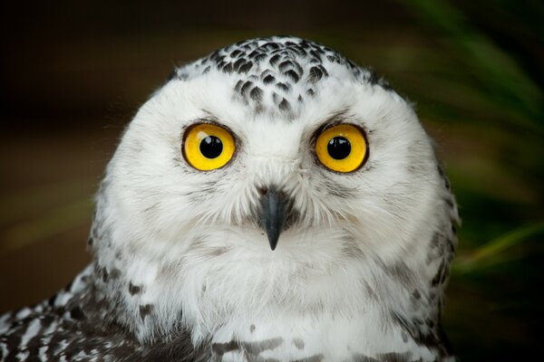 The surprised look of the polar owl