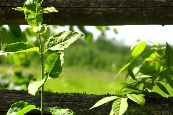 Plants with leaves near the fence