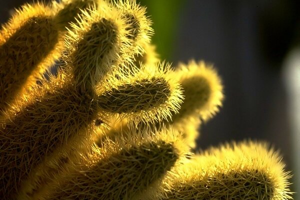 Cactus needles in macro photography