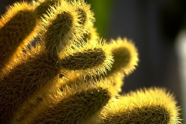 Agujas de cactus en macro