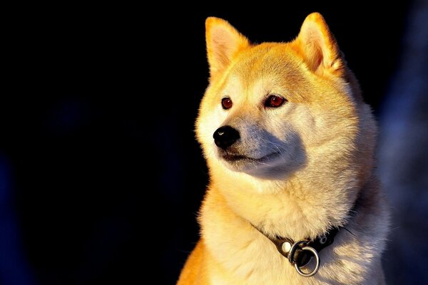 Beautiful dog under the rays of the sun at sunset