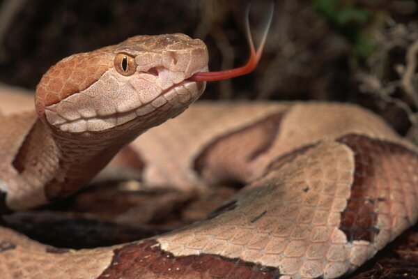 Serpent sauvage avec la langue pointue