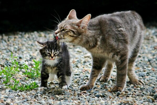 Mamá gato acariciando a su gatito