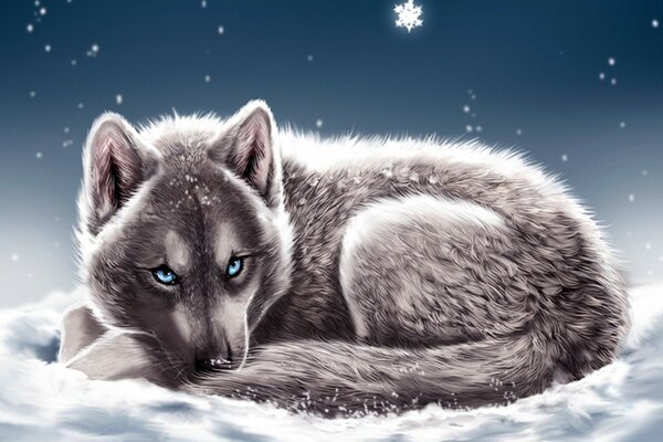 A blue-eyed wolf lying in the snow