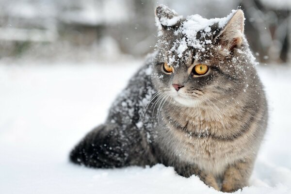 Gatto grigio seduto nella neve