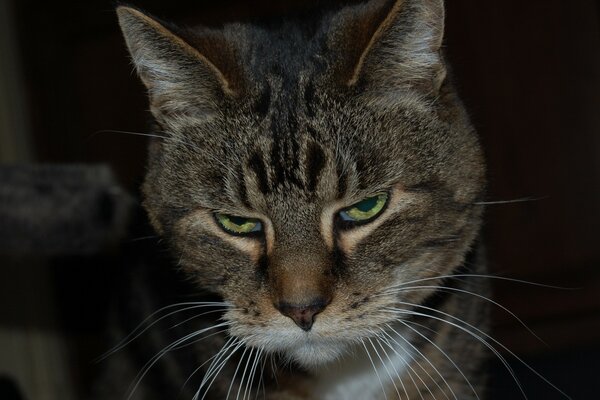 Gato rayado con bigote largo